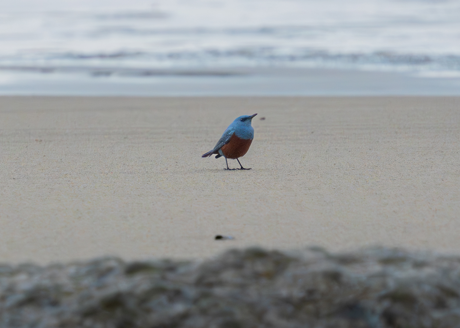 A blue and brown bird stands on a beach.