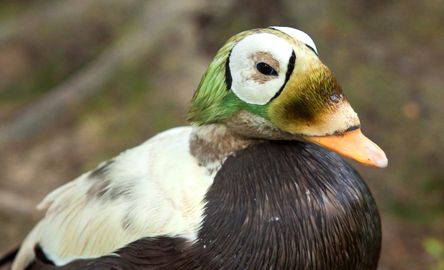 Closeup of a spectacled eider with a black outline around its eyes.