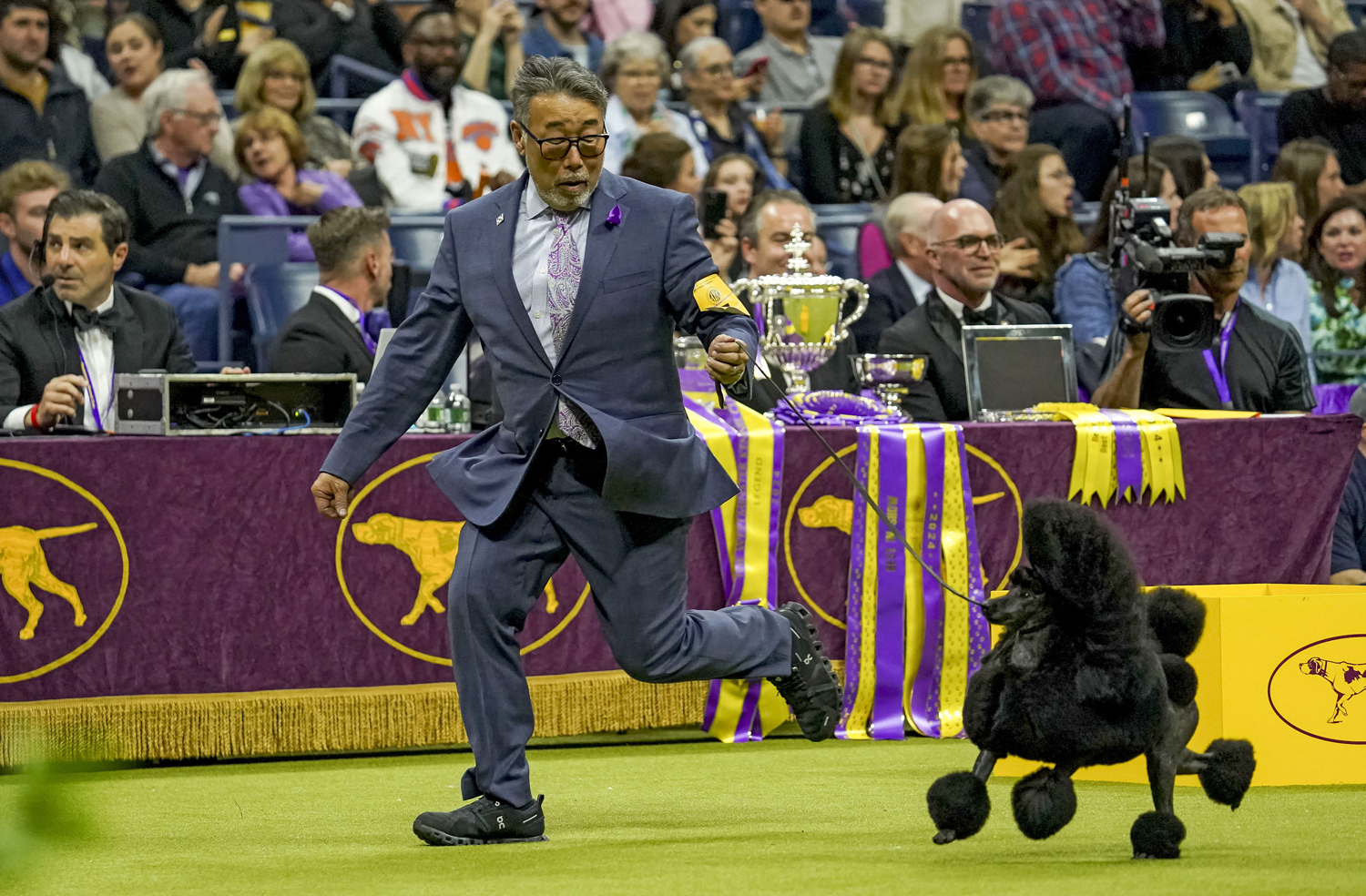 A groomed black poodle runs next to a man in a suit.