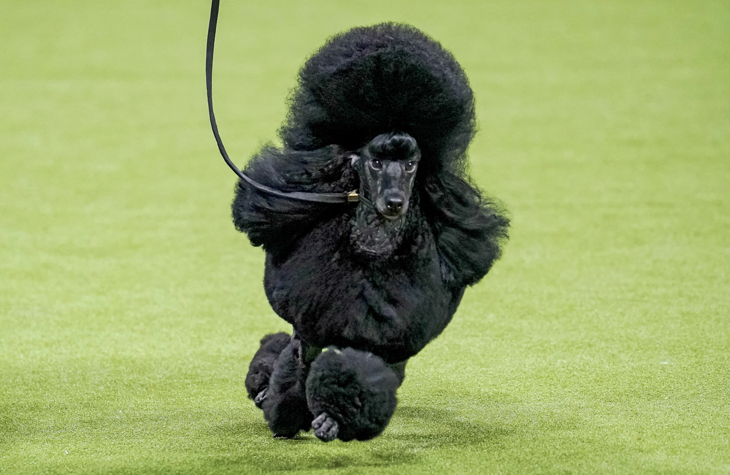 A groomed black poodle runs on a green carpet.