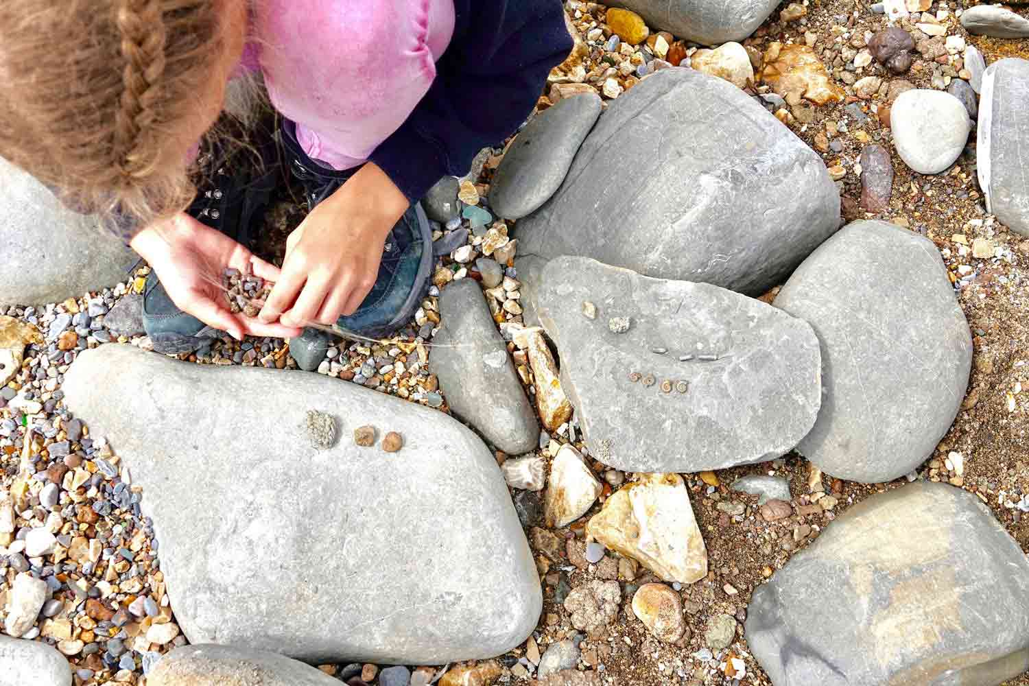 A girl kneels on a pebbly beach with some fossils sitting on large rocks and looks at a handful of pebbles and shells.