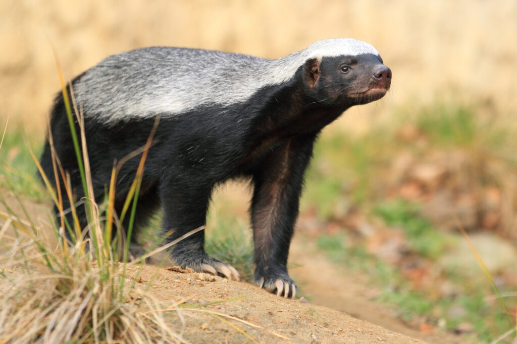 A honey badger stands on sloped ground with its nose in the air.