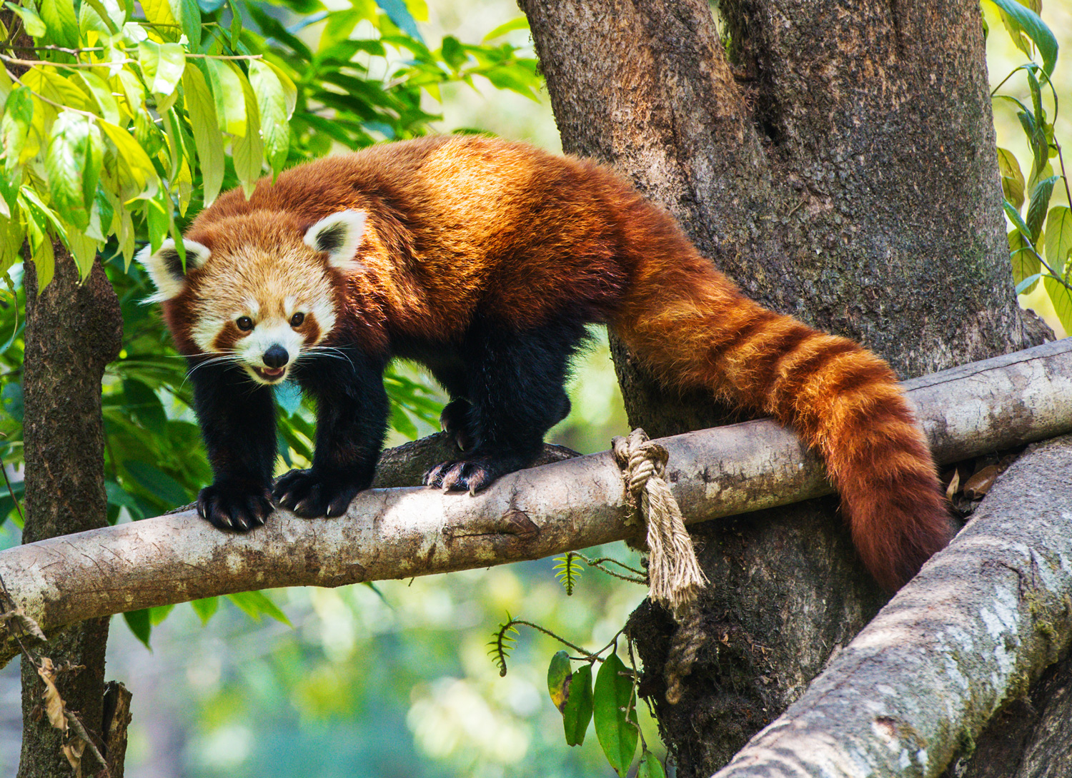 A red and white, raccoon-like animal stands on a tree branch.