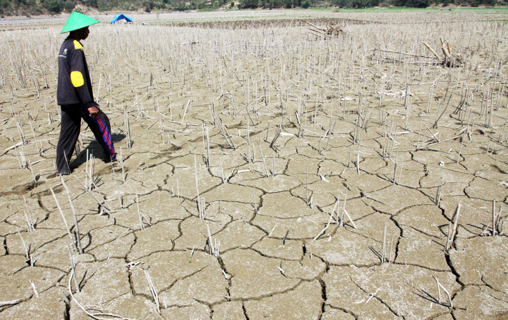 A farmer walks in a field in which the soil is dry and cracked.