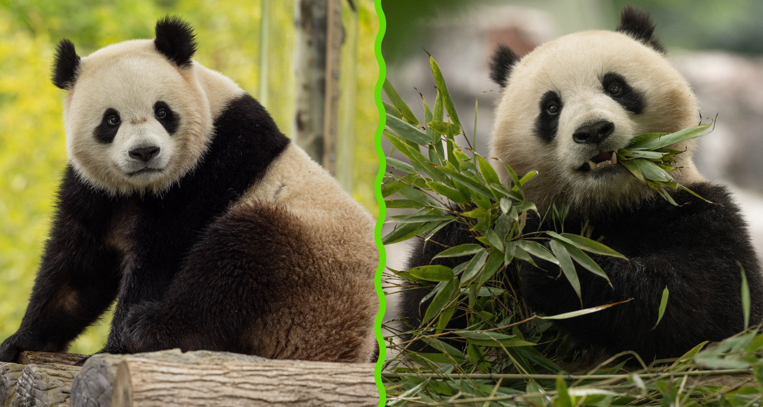 Two pandas photos are shown side by side. One is sitting on logs and the other is eating bamboo.
