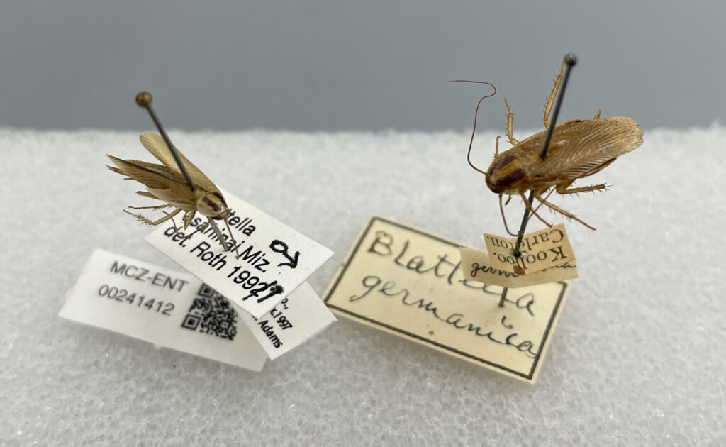 Scientists Map the History of Roaches - B-School News