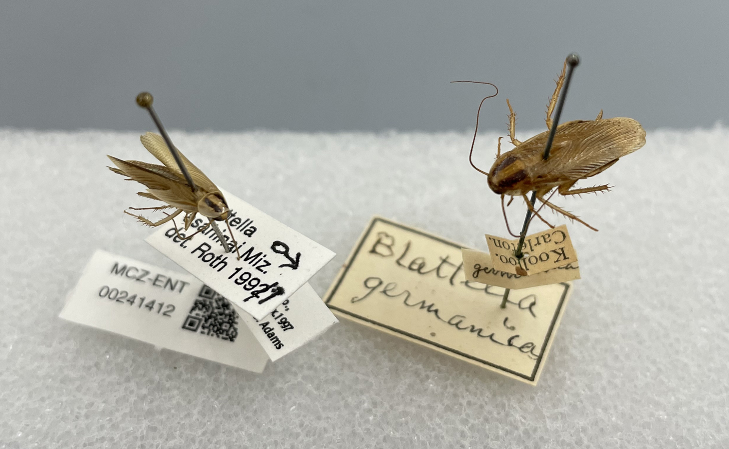 A dead Asian cockroach is labeled and displayed next to a dead, labeled German cockroach.