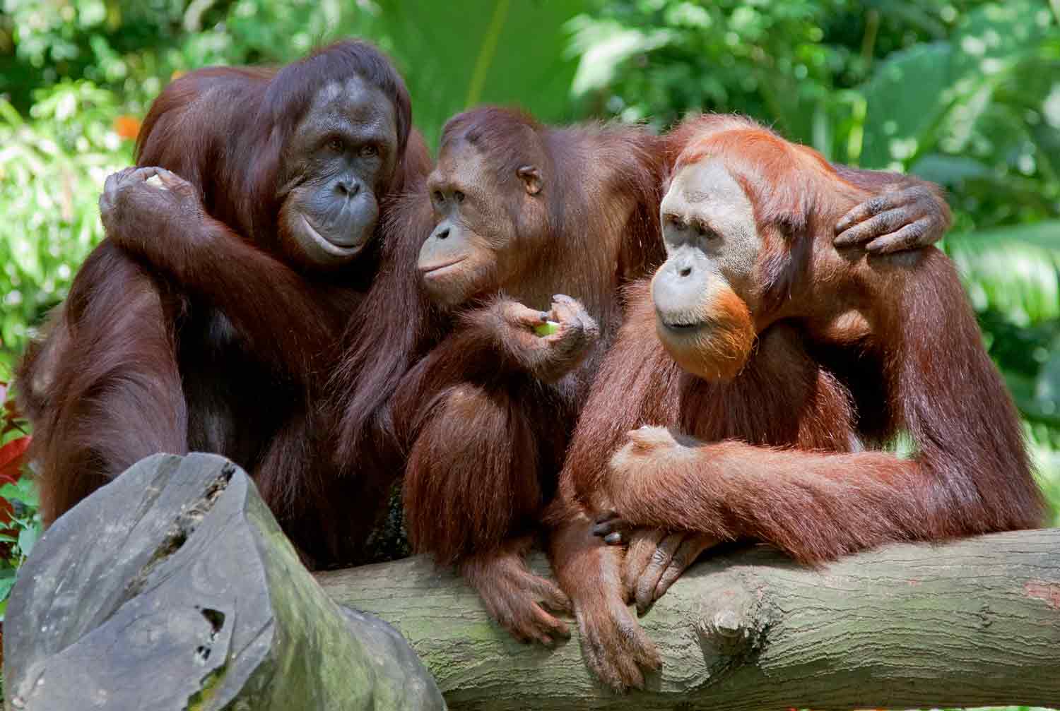 Three orangutans sit on a branch. The second one has its arm around the third one.