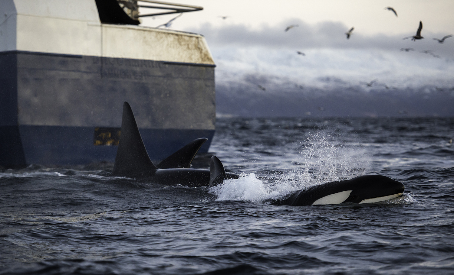 Orcas swim near a large vessel.