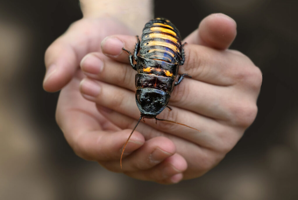 A large yellow and black cockroach sits on human hands.