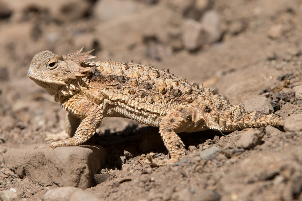 Closeup of a horned toad on a rocky desert landscape.