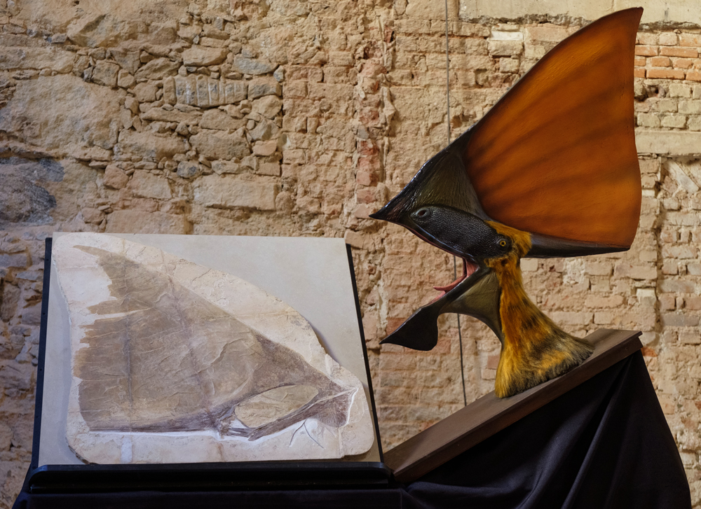 A Tupandactylus imperator skull fossil next to a reconstruction of Tupandactylus imperator’s head.