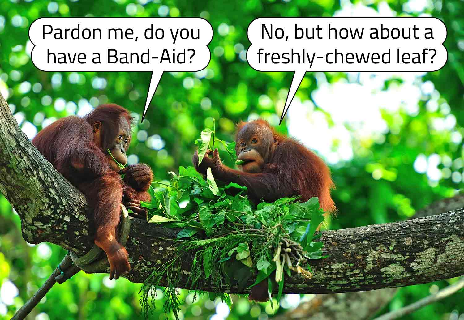 Two baby orangutans eat leaves. One asks for a band aid and the other one offers a leaf instead.