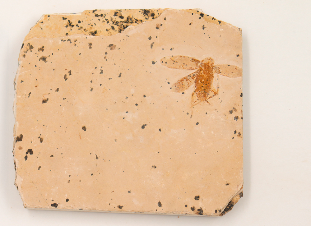 Fossil of a fly-like insect with wings.
