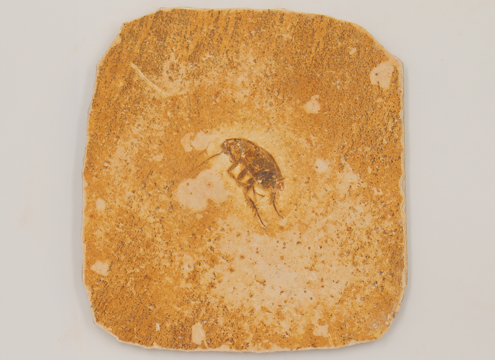 Fossil of an insect with an oval shaped body and six long legs.