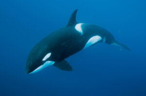 An orca swims in water.