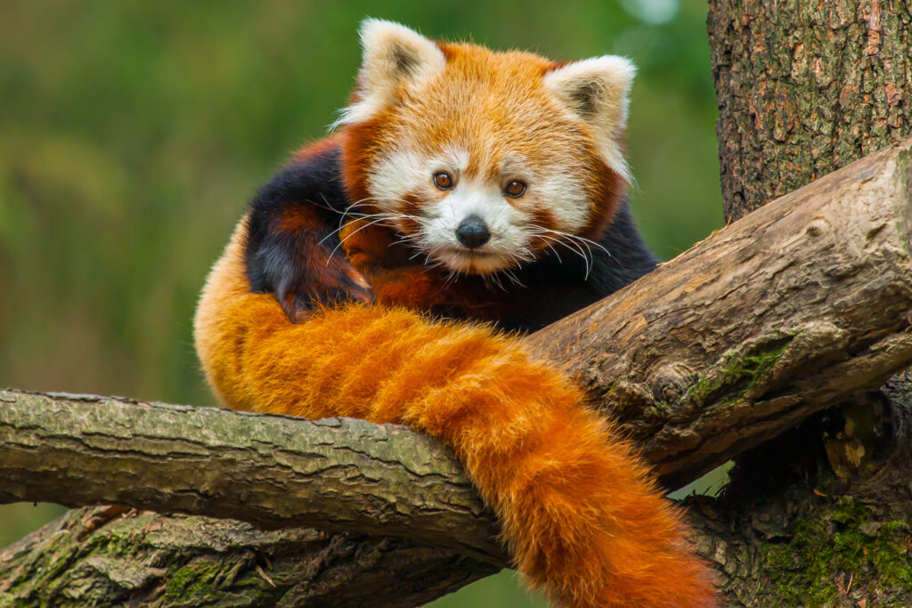 A red panda sits on a branch with its tail in front of its body.