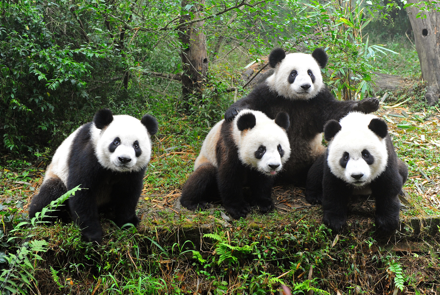 Four giant pandas in a wooded area
