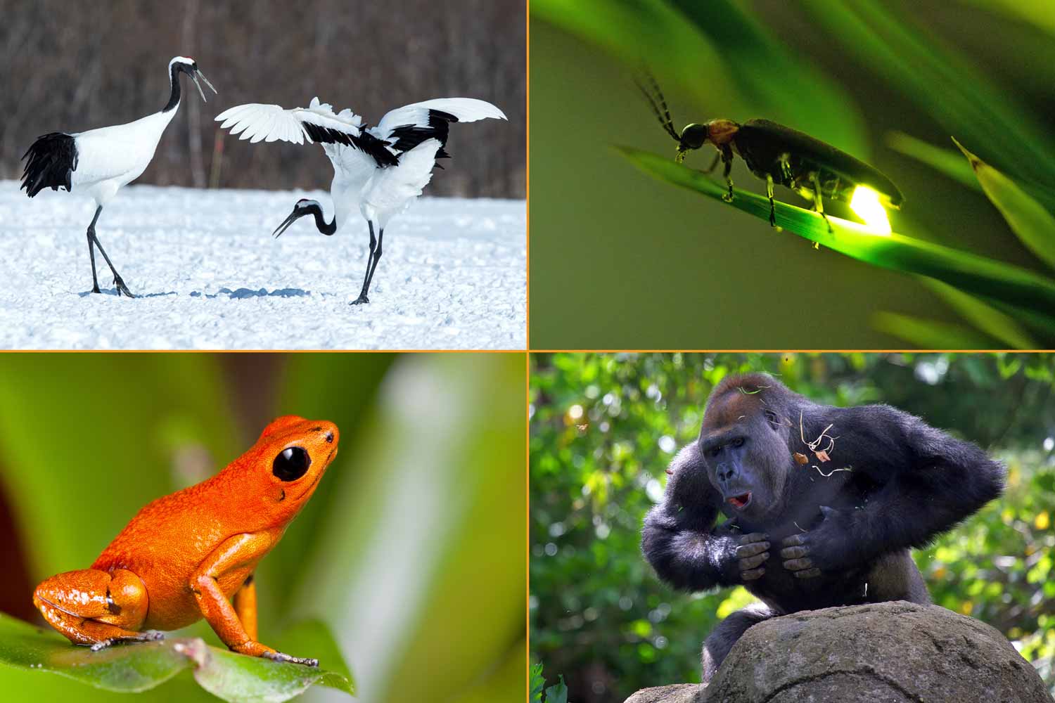 Two cranes interacting, a lit up firefly sitting on a leaf, a red frog, and a gorilla beating its chest