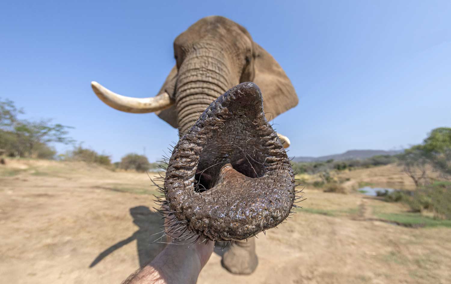 An elephant looks into the camera and points its trunk at the lens.
