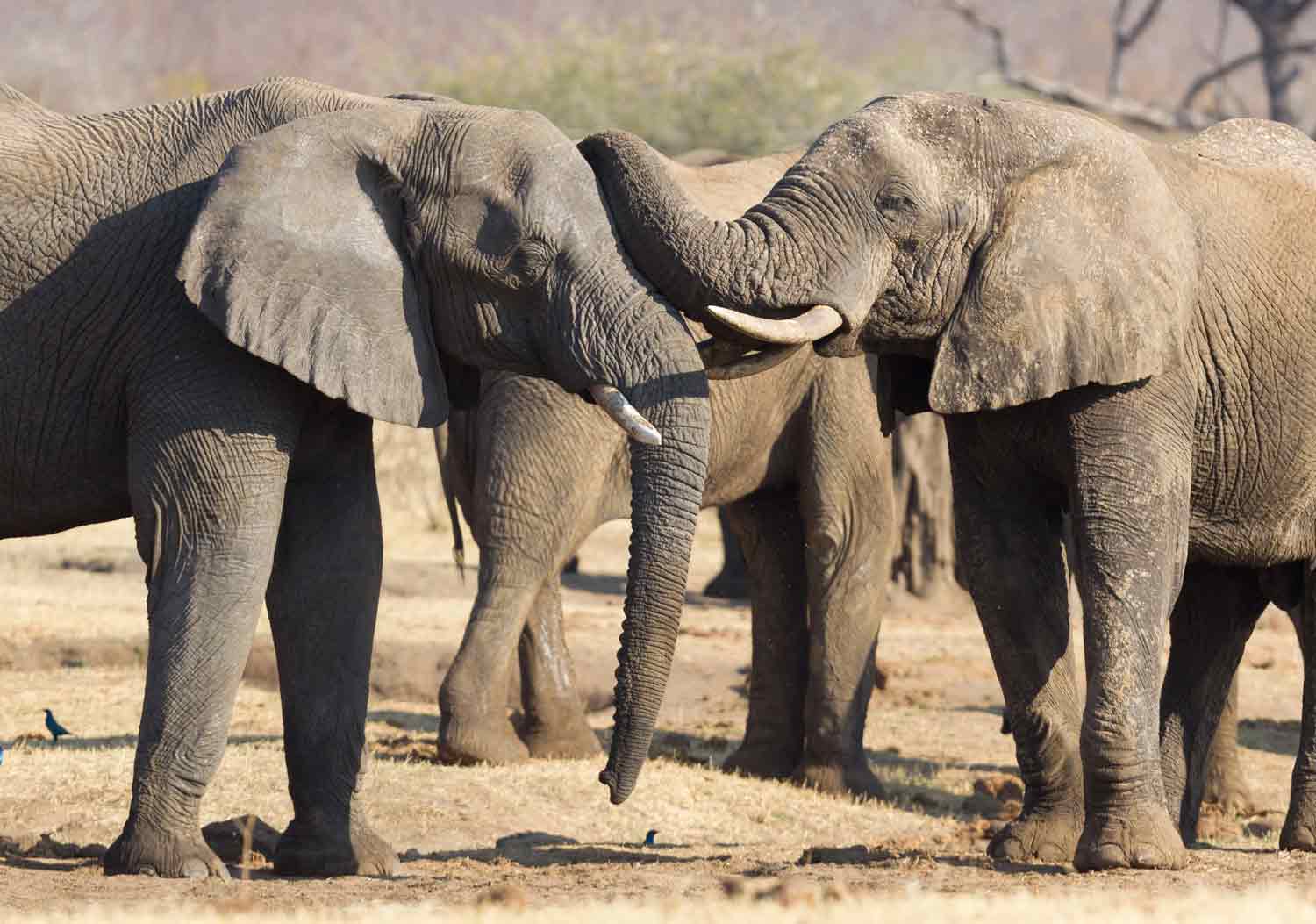Two African elephants nuzzle each other while other elephants are standing in the background.