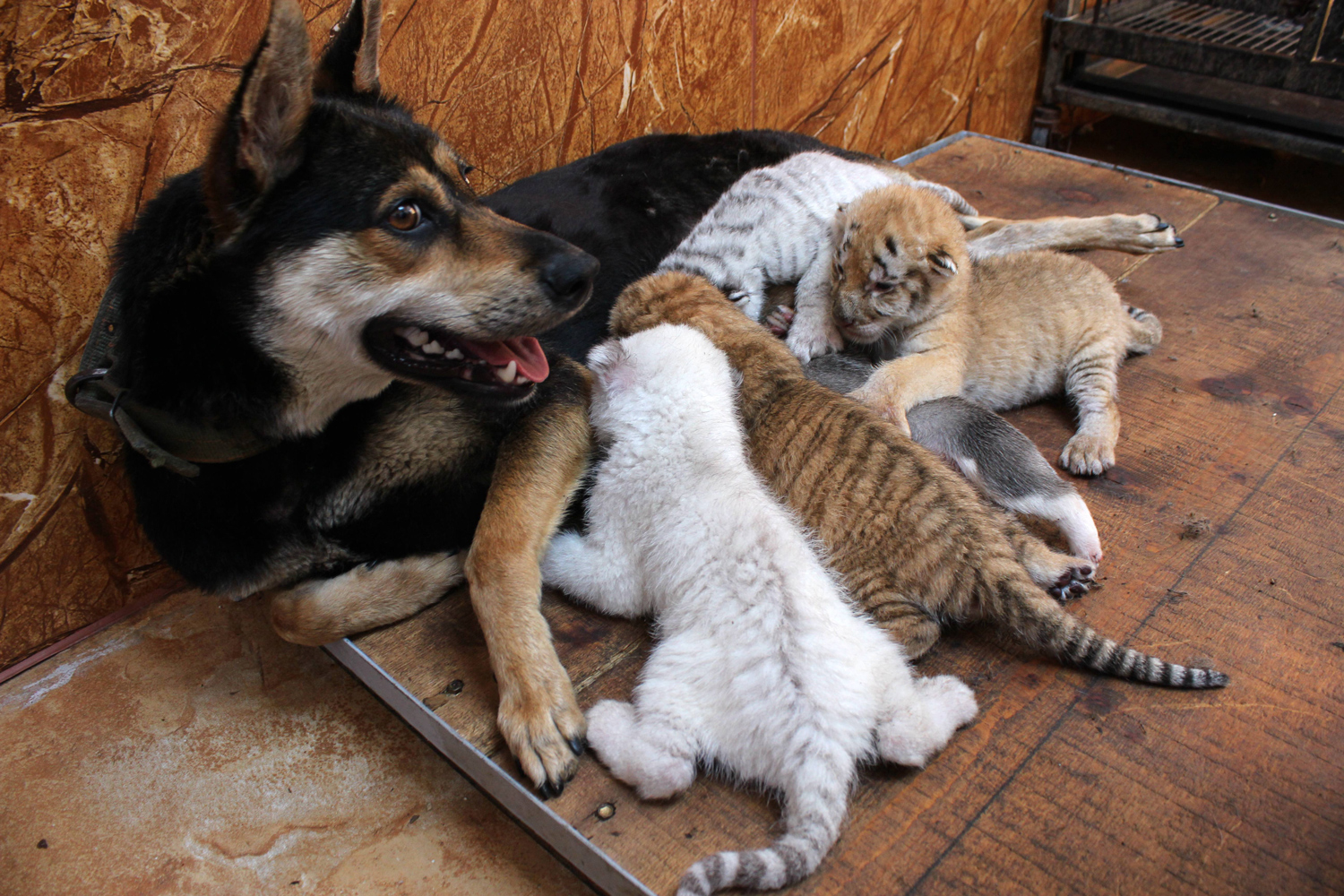 A dog nurses four tiger cubs.