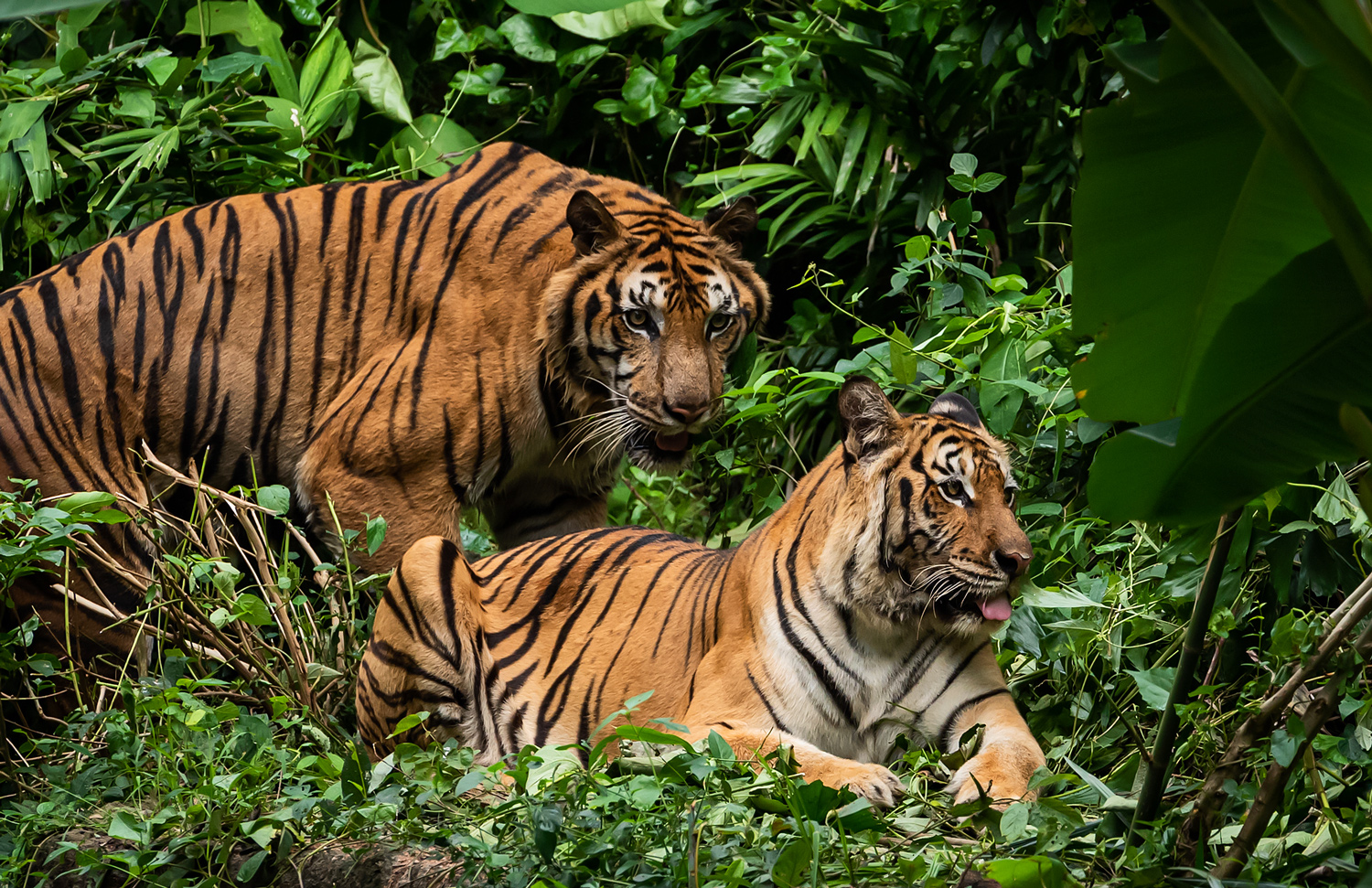 Two tigers rest among greenery.