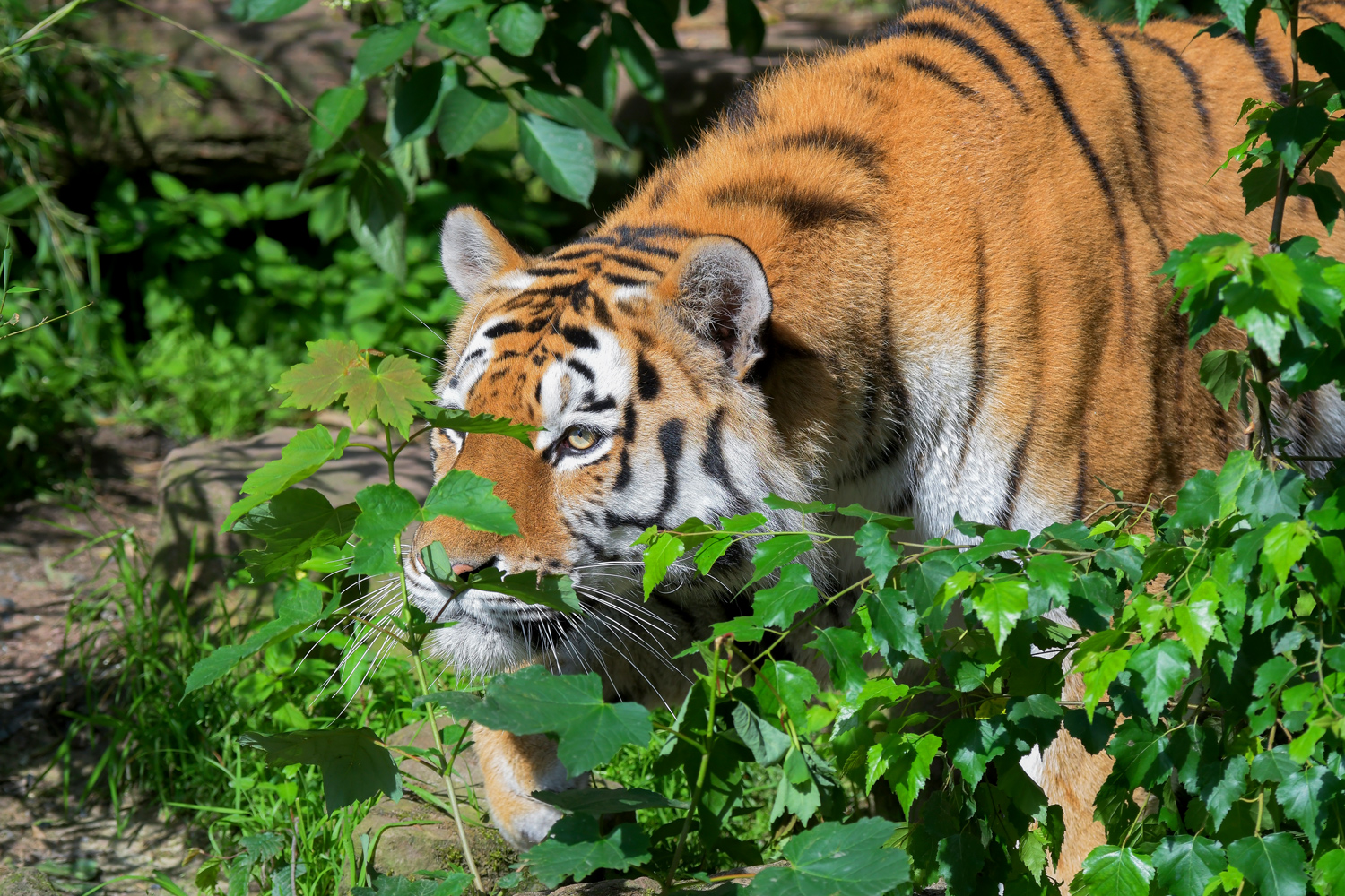 A tiger is crouched behind some leaves and appears to be watching prey.