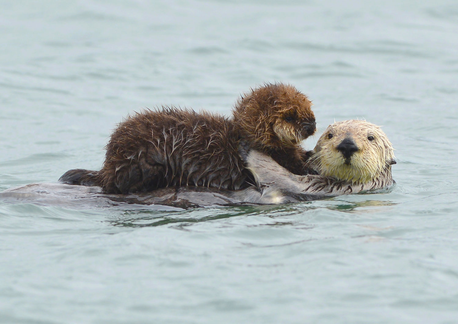 A sea otter pup rides on its mother’s back in the water.