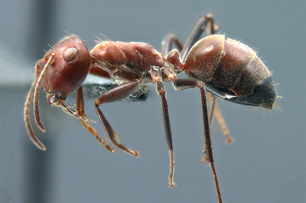 Closeup of a reddish ant