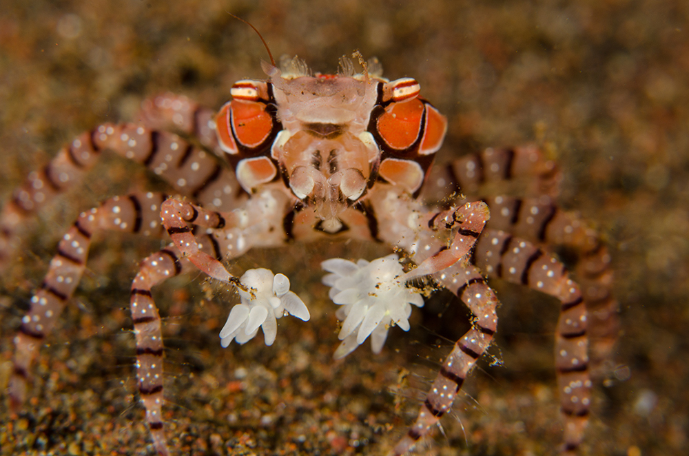 A crab with small white creatures on each claw look at the camera.