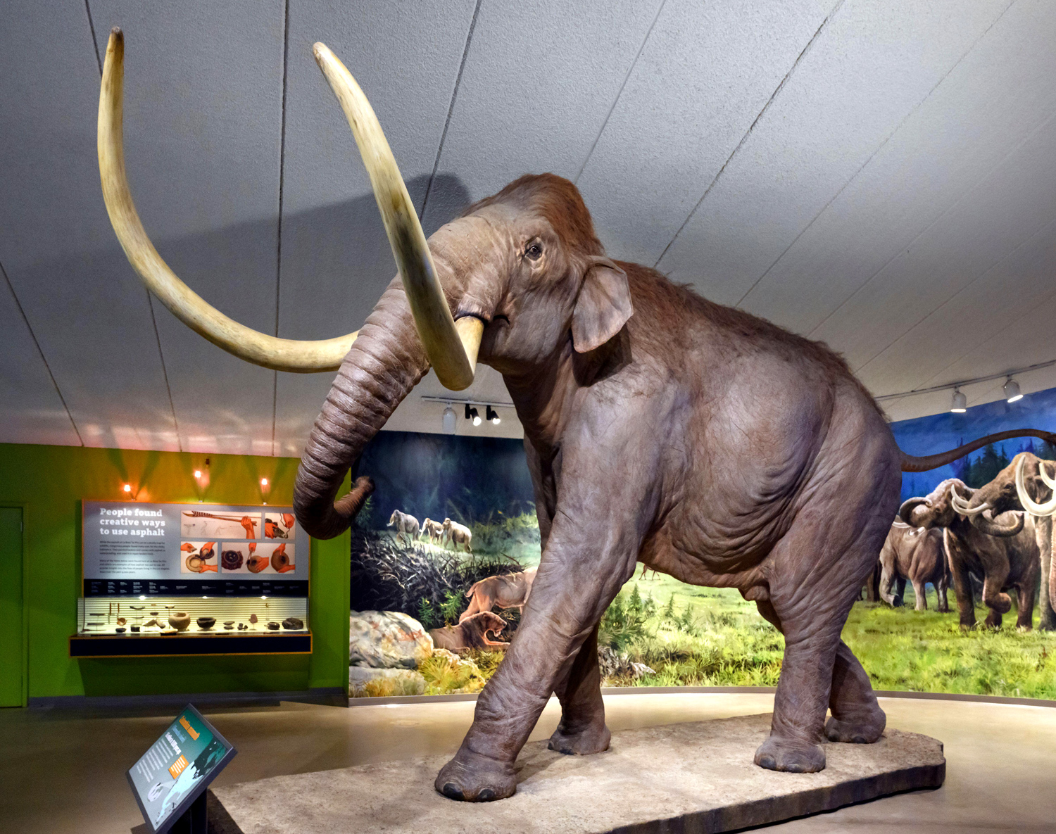 A model of a Columbian mammoth is on display at a museum