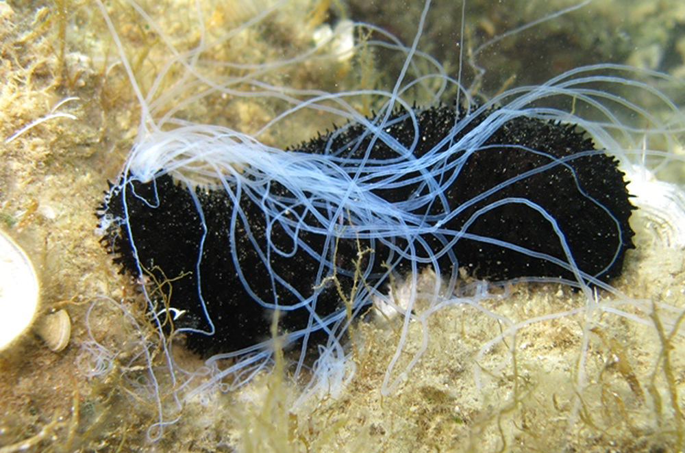 White entrails are sticking out of one end of a sea cucumber.