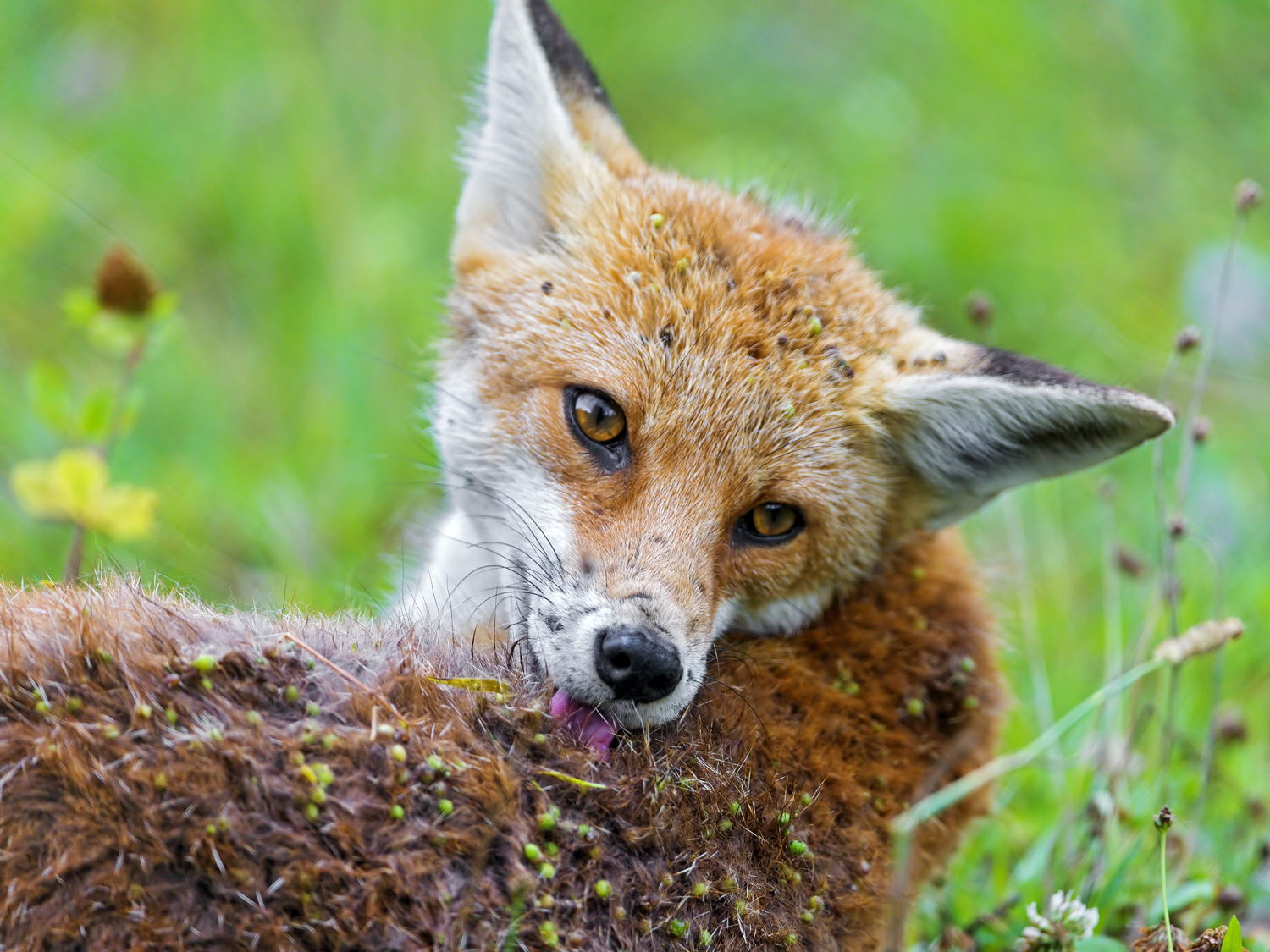 Seeds are embedded in a fox’s fur as it lies down in tall grass.