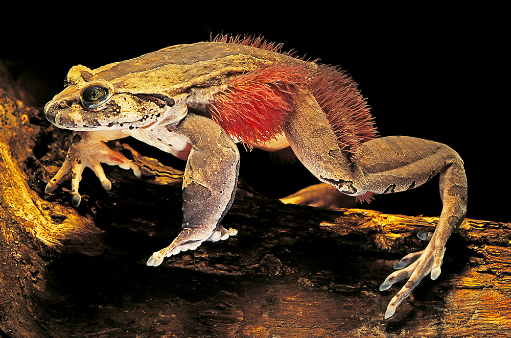 A brown frog with red, hair-like covering on some of its body.