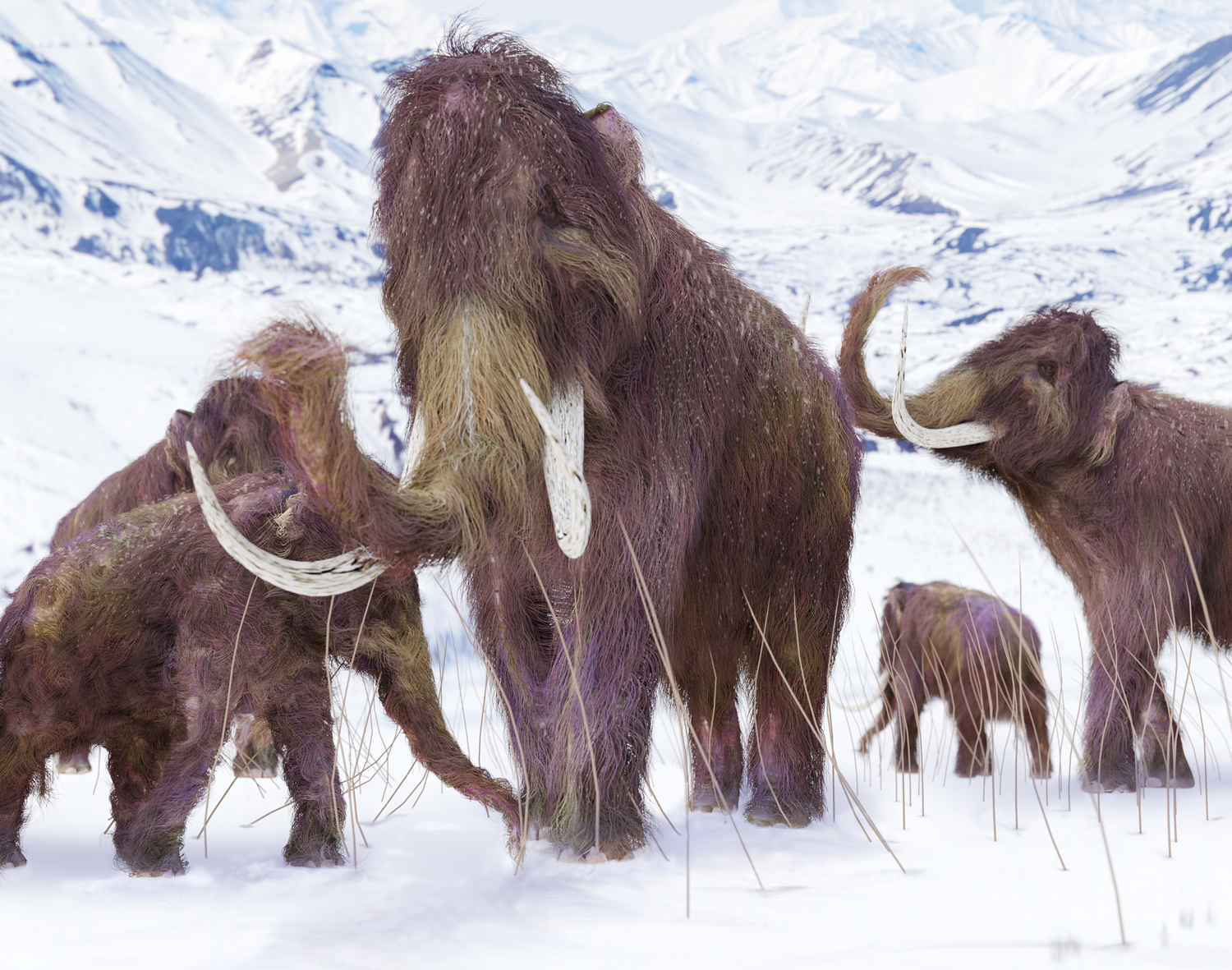 Five mammoths of different sizes on a snowy landscape.