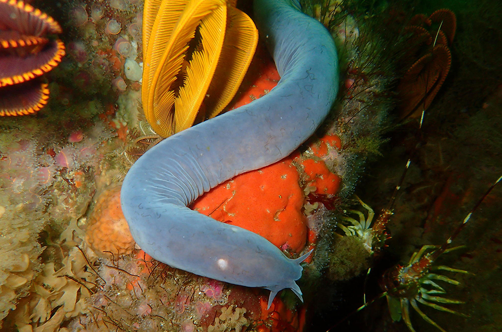 A gray, slug-like creature is seen among colorful vegetation.