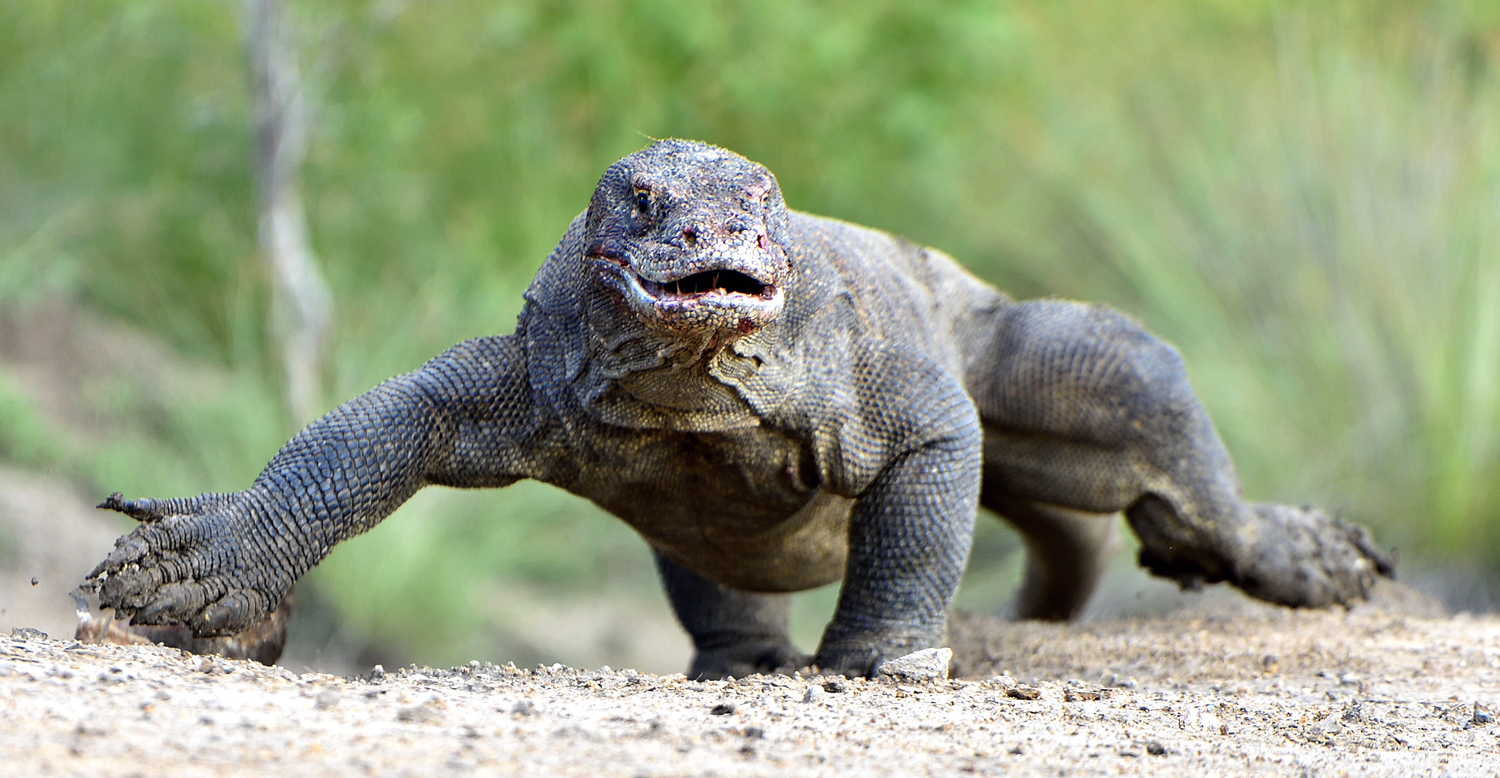 A Komodo dragon stands on the pebbly ground and faces the camera.