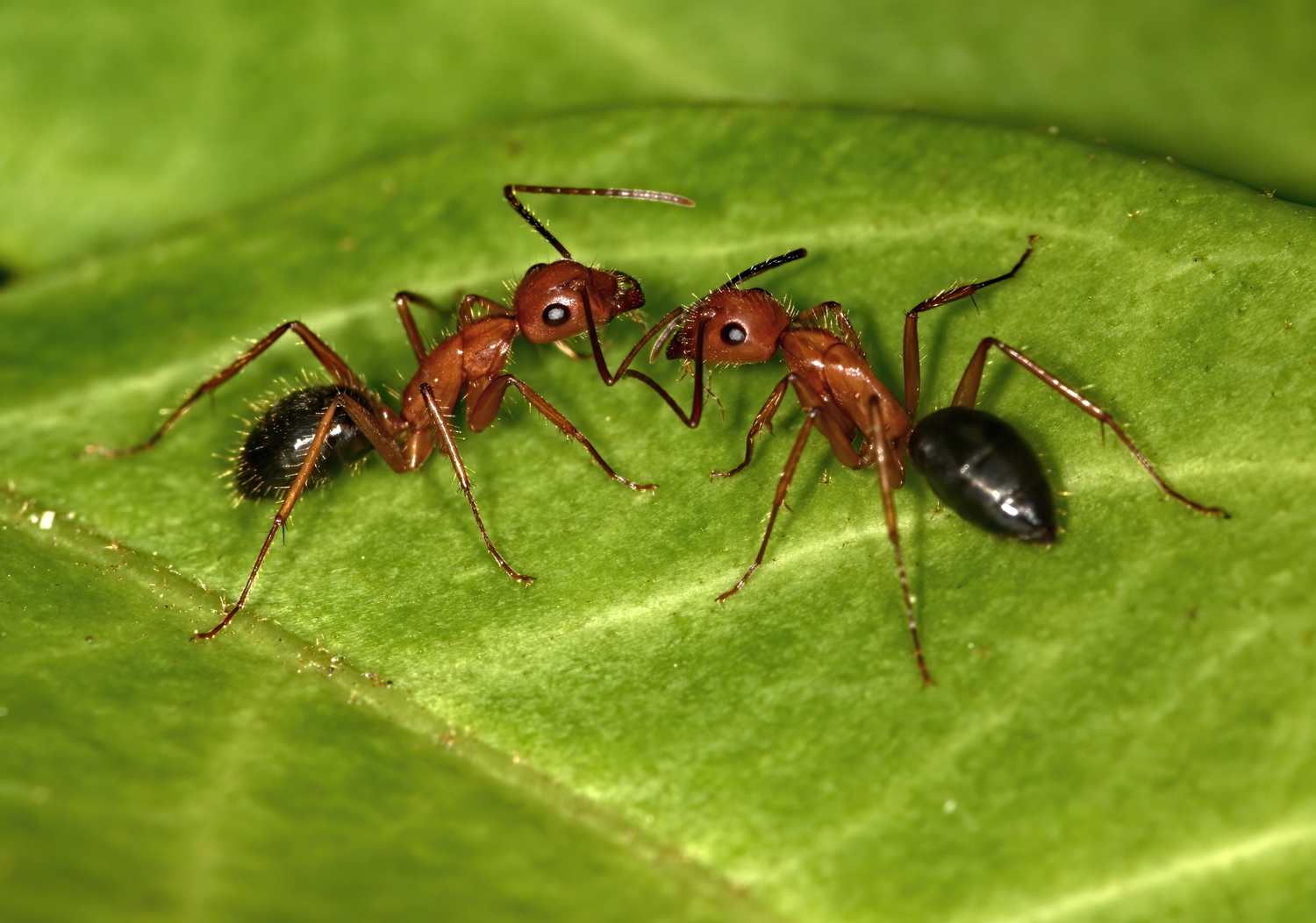 Two ants on a leaf facing each other.