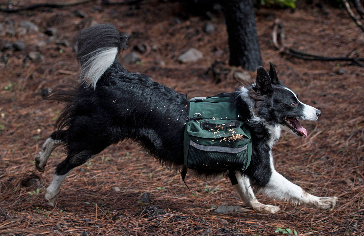 A black and white border collie runs through a burned forest wearing a vest from which seeds are spilling.