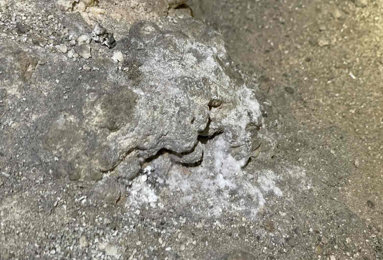 A large amount of mold has grown on the floor of a cave.