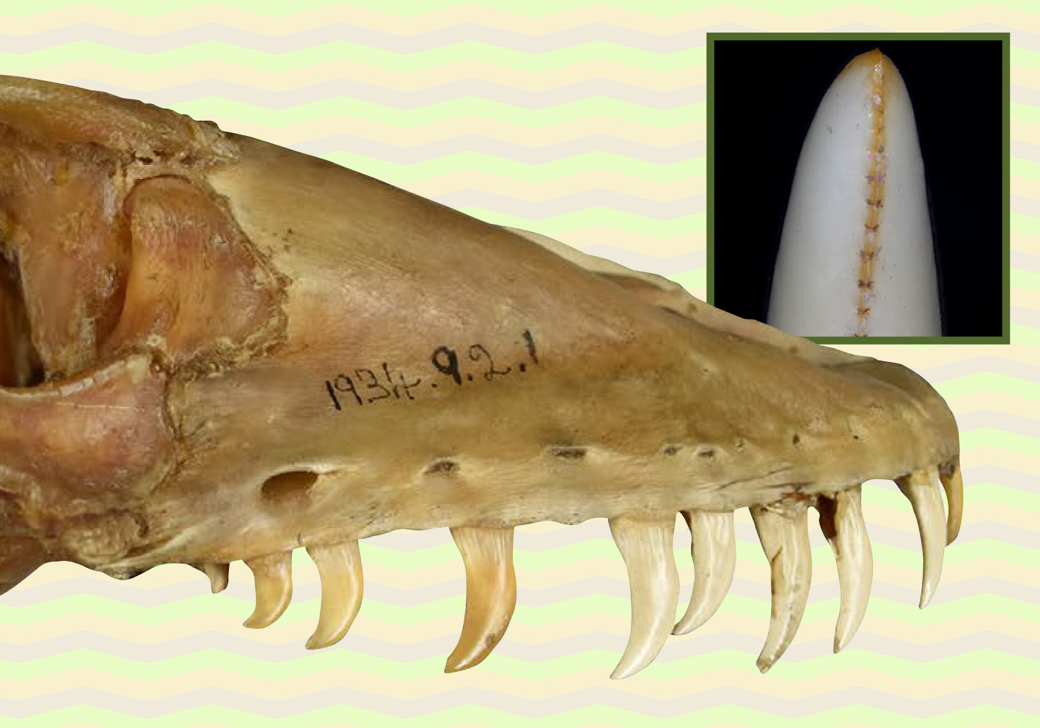 A skull of a Komodo dragon with inset photo showing a tooth with orange serrations running down the center of the tooth