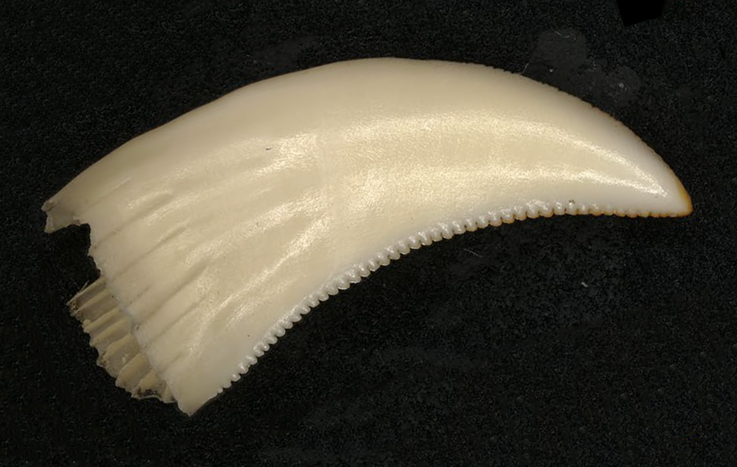 A Komodo dragon tooth with a serrated edge