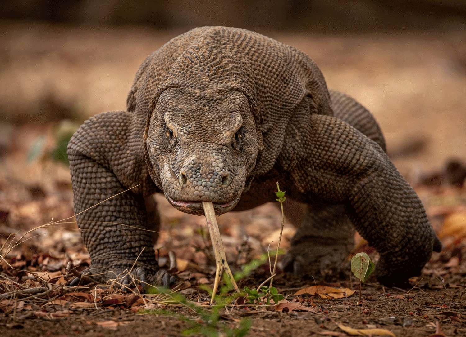 An adult komodo dragon faces the camera with its tongue out and its head fades to a layer of bones