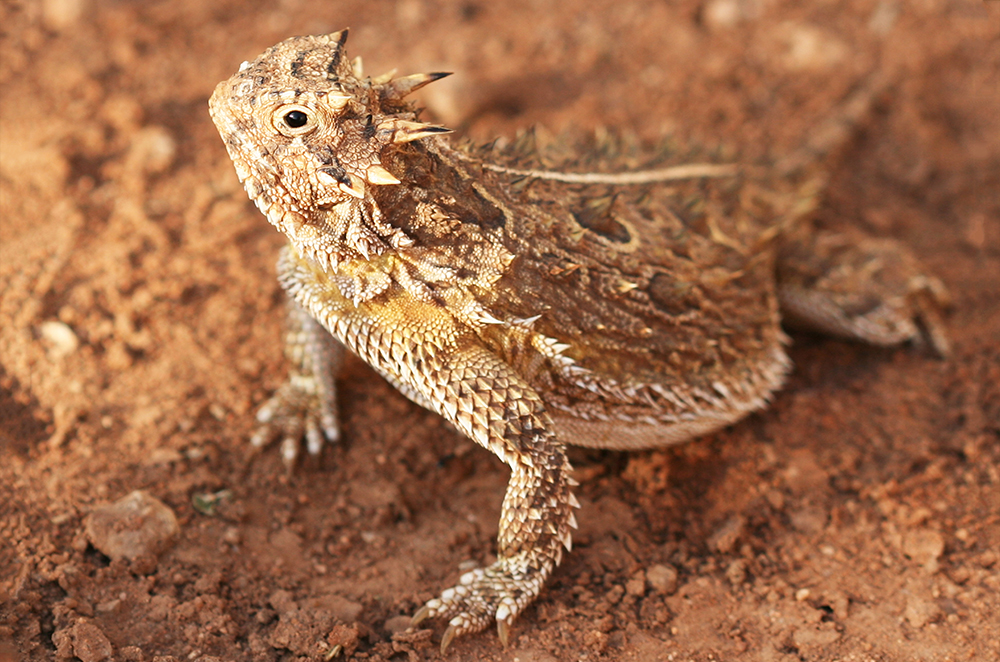 A brown, spiky lizard stands on dirt covered ground.