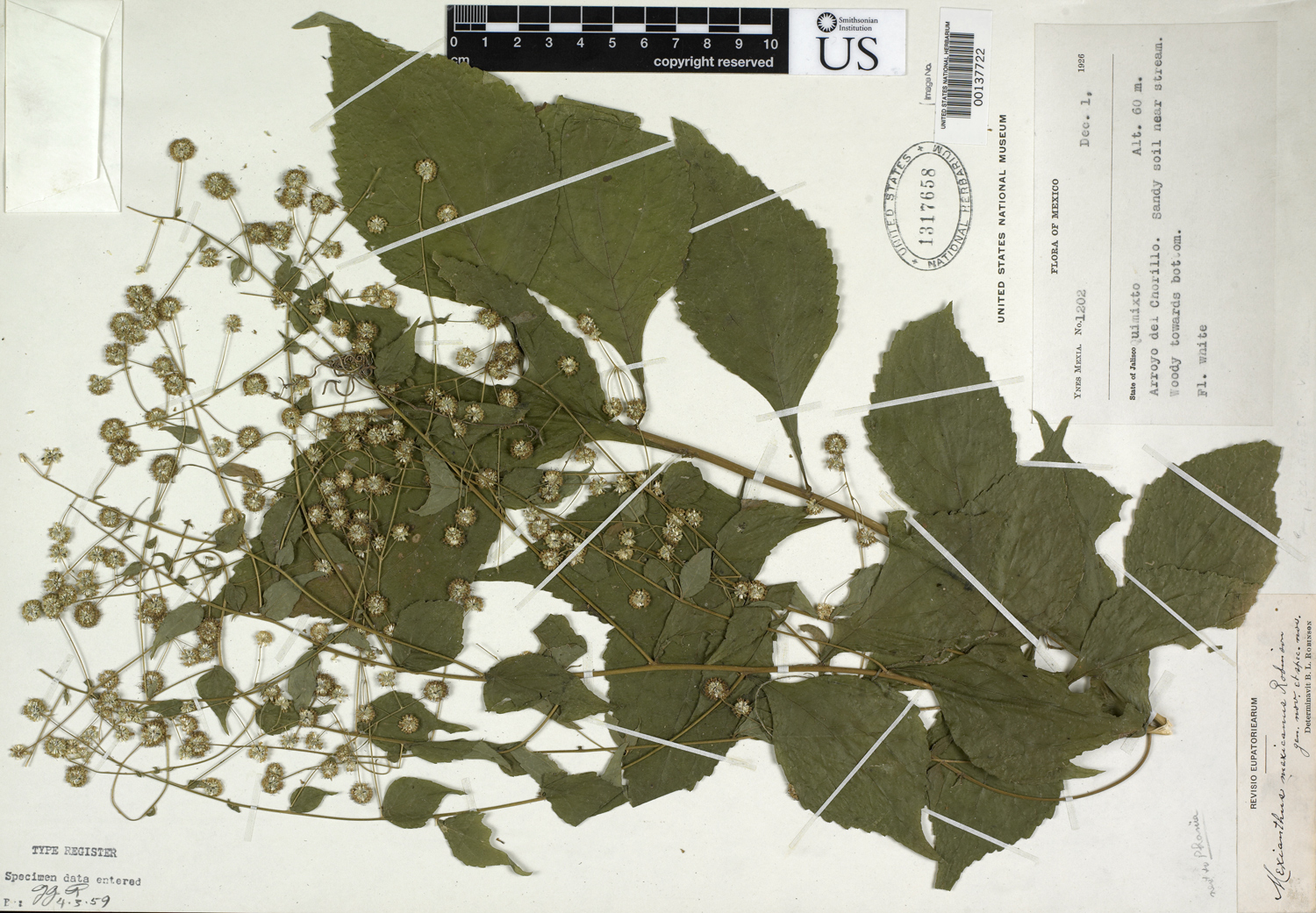 A sample of a plant on paper with typed notes.