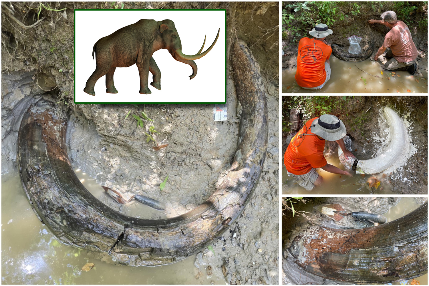 A photo series showing the mammoth tusk in the creed bed, scientists looking at the tusk, and the tusk in plaster.