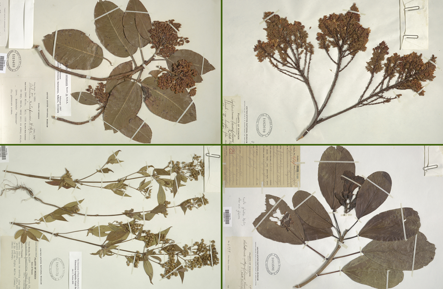 Four plant specimens on paper with labels and notes.