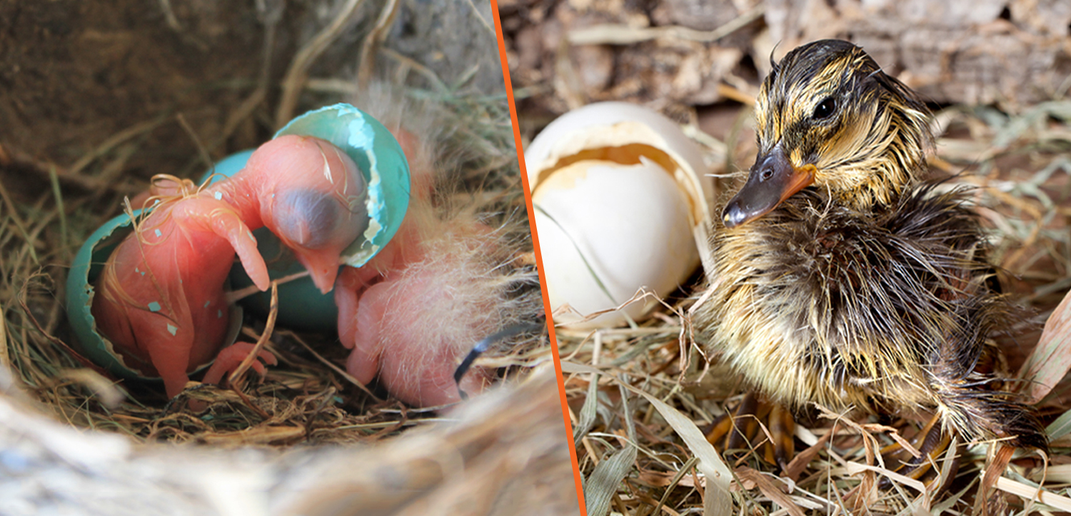 Side by side photos of a naked, newly hatched robin and a newly hatched duck with feathers.