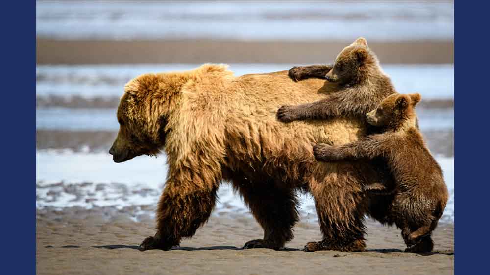 A bear walks as her two cubs look like they are trying to climb onto her back.